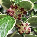 Hoya Polyneura Outer Variegata, Overige soorten, In pot, Minder dan 100 cm, Bloeiende kamerplant