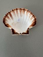 Schelpen., Huis en Inrichting, Woonaccessoires | Schalen en Manden, Overige materialen, Gebruikt, Schaal, Ophalen of Verzenden