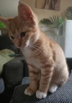 Kitten kater katertje, Dieren en Toebehoren, Meerdere dieren, Ontwormd, 0 tot 2 jaar