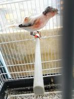 Harlekijn kanarie., Dieren en Toebehoren, Vogels | Kanaries, Mannelijk, Kleurkanarie