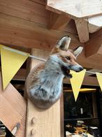 Opgezette vos UNIEK EXEMPLAAR, Ophalen, Nieuw, Wild dier, Opgezet dier