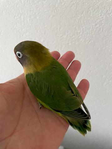 Hand Tamme Agapornis Dwergpapegaai Direct Ophalen. beschikbaar voor biedingen