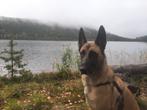 Lieve duitse/ mechelse herder, Rabiës (hondsdolheid), Teef, Eén hond, 3 tot 5 jaar