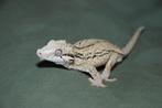 R. Auriculatus (Gargoyle gekko), Dieren en Toebehoren, Hagedis, 0 tot 2 jaar