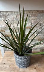 Dracena in pot, Huis en Inrichting, Overige soorten, In pot, Minder dan 100 cm, Groene kamerplant