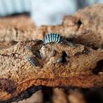 Yellow Zebra Isopods aangeboden!, Dieren en Toebehoren, Overige soorten