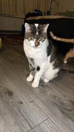 Europese kater zoekt warme huis, Dieren en Toebehoren, Katten en Kittens | Raskatten | Korthaar, Kater, Ontwormd, 3 tot 5 jaar