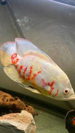 albino pauwoogcichlide, Dieren en Toebehoren, Vissen | Aquariumvissen, Vis, Zoetwatervis