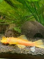 Ancistrus man 11,5 cm L144, Vis