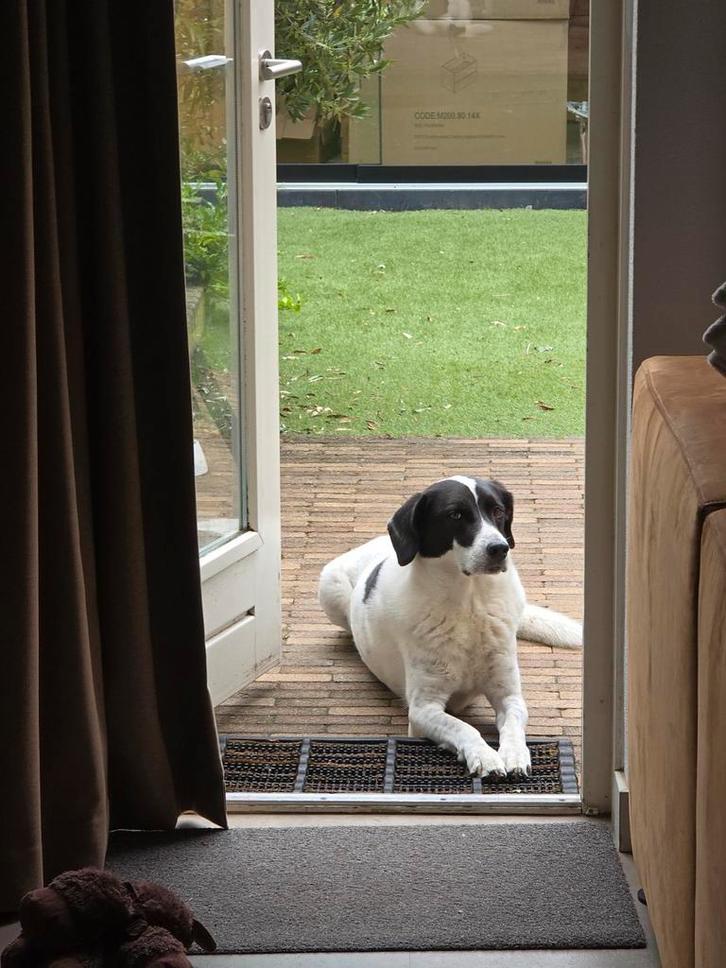 Zeer mooie volwassen mix mannetje, Dieren en Toebehoren, Honden | Niet-rashonden, Reu, Particulier, Eén hond, Buitenland, 6 jaar of ouder