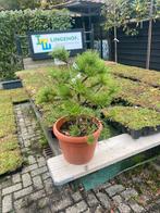 Pinus mooie groen blijvende boom nu voor €29,95, Ophalen of Verzenden, Overige soorten