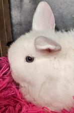 Lieve minilops  minilopjes hangoordwergjes baby konijn, Dieren en Toebehoren, Konijnen, Meerdere dieren, Dwerg, Hangoor