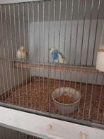 broedkoppel grasparkieten, Dieren en Toebehoren, Meerdere dieren, Parkiet