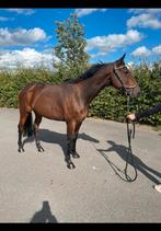 Lief Belgische spring gefokte merrie te koop, Dieren en Toebehoren, Paarden, Merrie, Recreatiepaard