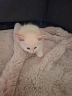 Prachtige Ragdoll kittens, Dieren en Toebehoren, Katten en Kittens | Raskatten | Langhaar, Meerdere dieren, Ontwormd