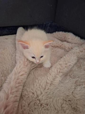 Prachtige Ragdoll kittens beschikbaar voor biedingen