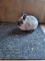 dwergkonijn, Dieren en Toebehoren, Konijnen, Vrouwelijk, Dwerg