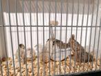 Kwartels in diverse kleuren. Mannen en vrouwen., Meerdere dieren, Overige soorten