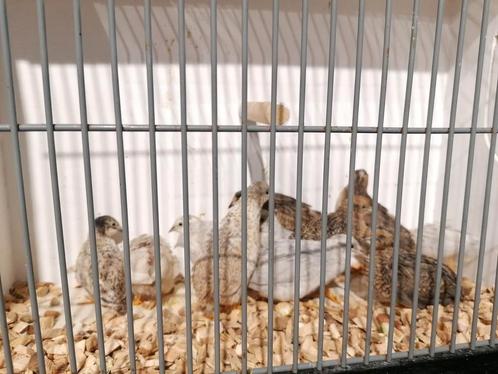 Kwartels in diverse kleuren. Mannen en vrouwen., Dieren en Toebehoren, Pluimvee, Overige soorten, Meerdere dieren