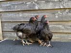Orpington groot zwart, Dieren en Toebehoren, Meerdere dieren, Kip