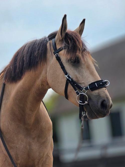 Complete set all in one kaptoom & longe van Marius Schneider, Dieren en Toebehoren, Paarden en Pony's | Hoofdstellen en Tuigage