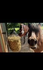 Wij zoeken een shetlander, Ophalen of Verzenden