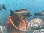 Tropheus moori ilangi groep totaal 14 stuks., Dieren en Toebehoren, Vissen | Aquariumvissen