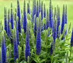 Veronica spicatal longifolia. Ereprijs, inheemse plant., Ophalen of Verzenden, Zomer, Overige soorten, Volle zon