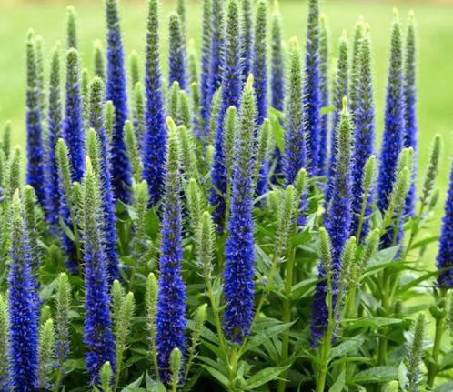 Veronica spicatal longifolia. Ereprijs, inheemse plant., Tuin en Terras, Planten | Tuinplanten, Overige soorten, Volle zon, Zomer