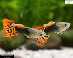 Guppies tekoop, Dieren en Toebehoren, Vis
