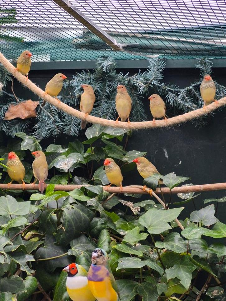 Binsen asstrilde roodkop, Dieren en Toebehoren, Vogels | Overige Vogels, Meerdere dieren, Geringd