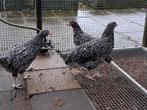noord Hollandse blauwe leghennen, Dieren en Toebehoren, Pluimvee, Vrouwelijk, Kip