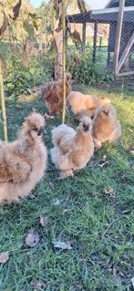 Zijdehoenders, Dieren en Toebehoren, Meerdere dieren, Kip
