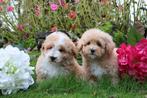 Prachtige maltipoo pups te koop choco en abricot, Dieren en Toebehoren, Nederland, Overige rassen, CDV (hondenziekte), 8 tot 15 weken