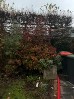 Hortensia Plant GRATIS, Tuin en Terras, Planten | Bomen, Halfschaduw, Overige soorten, Minder dan 100 cm, Zomer