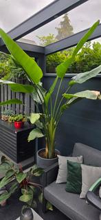 Strelitzia Te Koop, inclusief pot, Volle zon, Vaste plant, Zomer, Ophalen