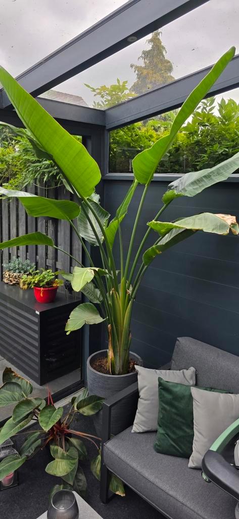 Strelitzia Te Koop, inclusief pot, Tuin en Terras, Planten | Tuinplanten, Vaste plant, Overige soorten, Volle zon, Zomer, Ophalen