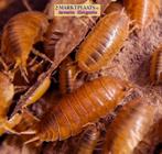 Porcellio laevis ‘Orange’ isopods / pissebeden, Dieren en Toebehoren, Insecten en Spinnen, Overige soorten