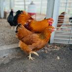 3x krielkip dresdner, Dieren en Toebehoren, Pluimvee, Vrouwelijk, Kip