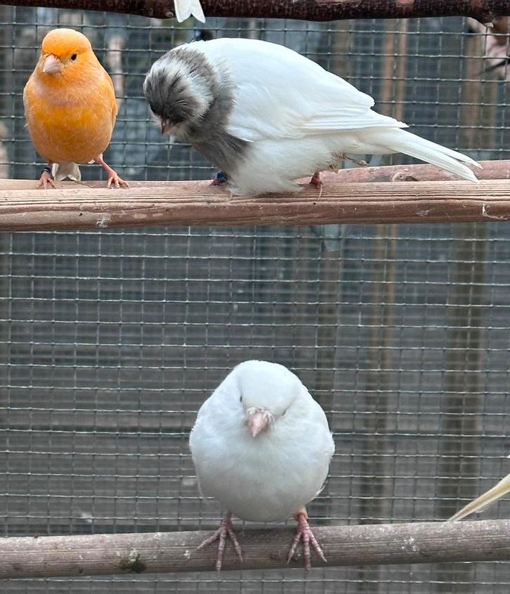 Gloster kanaries, Dieren en Toebehoren, Vogels | Kanaries, Kleurkanarie, Meerdere dieren