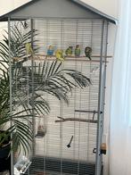 Parkieten €6 p st, Dieren en Toebehoren, Vogels | Overige Vogels, Meerdere dieren
