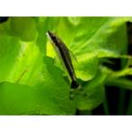 otocinclus affines 6.69 per stuk, Dieren en Toebehoren, Vissen | Aquariumvissen, Vis, Zoetwatervis, Schoolvis