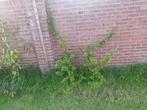 Vuurdoorn (Pyracantha 'Orange glow'), Tuin en Terras, Ophalen, Zomer, Overige soorten, Volle zon