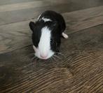 Cavia s, Dieren en Toebehoren, Knaagdieren, Cavia, December, Meerdere dieren, Tam