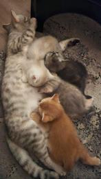 Laatste Britsekorthaar kitten!, Dieren en Toebehoren