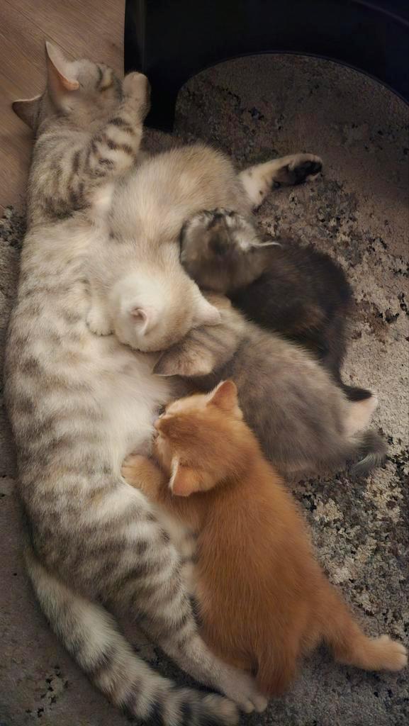 Laatste Britsekorthaar kitten!, Dieren en Toebehoren, Katten en Kittens | Raskatten | Korthaar