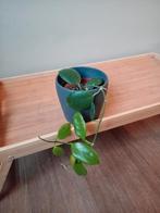 Hoya 15cm, Huis en Inrichting, Kamerplanten, Ophalen, Overige soorten, Halfschaduw, In pot