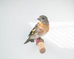 Kapoetsensijs, Dieren en Toebehoren, Vogels | Overige Vogels, Vrouwelijk, Tropenvogel, Geringd