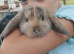 Konijntjes, hangoortjes . NHD, Dieren en Toebehoren, Konijnen, Meerdere dieren, Dwerg, Hangoor