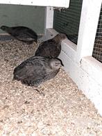 Zwarte japanse kwartels, Meerdere dieren, Tropenvogel